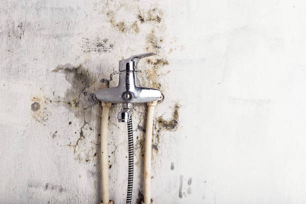 Best Best Mold Removal Companies  in Laguna Heights, TX