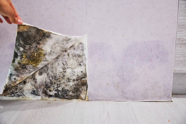 Best Mold Testing  in Laguna Heights, TX